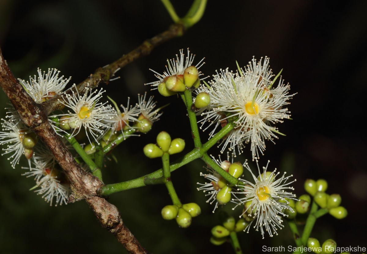 Syzygium nervosum A.Cunn. ex DC.